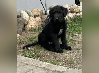 Irische Wolfshunde/ Irish Wolfhound Welpen