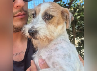 America - ausgeglichene,  freundliche kleine Terrier Dame sucht liebevolle Menschen