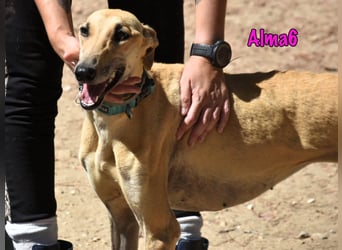 Alma6 geb. 05/2023 (ESP) - freundliche und verschmuste, zierliche Galga!