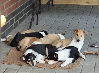 Kurzhaarcollies "Apple Meadow"