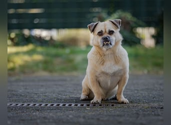 Kuno auf Pflegestellte in Köln