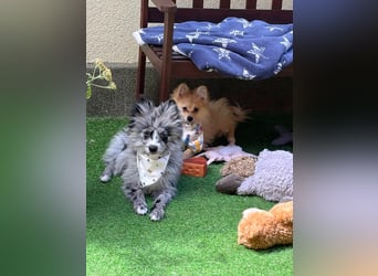 Lio – kleiner Spitz mit großem Herzen sucht ein liebevolles Zuhause