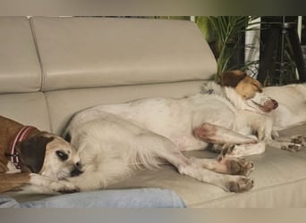 Loki - Bekommt er jetzt seine Chance? (51145 Köln)