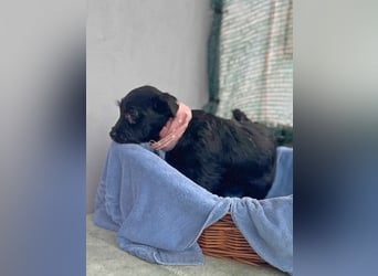Zizi-LM, verspielte Maus sucht Zuhause