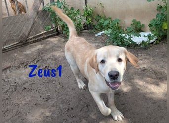 Zeus1 geb. 08/2024 (ESP) - sportlicher und cleverer, junger Labrador!