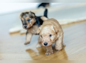 Wunderschöne Lakies (Lakeland Terrier) zu haben in Brno