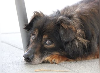 FRODO sucht ein Zuhause