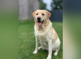 Labrador Welpen
