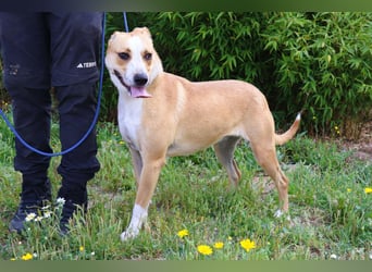 Goma, Labrador-Mix, lieb und sozial