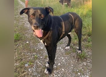 Liebenswerter Bean sucht seine Menschen