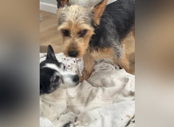 Terry, sucht seine Familie