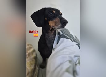 Harry,geb.01/15,freundlicher Dackelrüde sucht seine Familie,bereits auf PS  in78737 Fluorn Winzeln