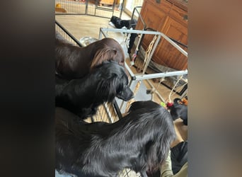 C - Wurf Flat Coated Retriever 2025