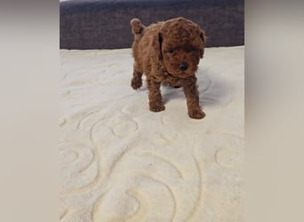 Tiny Asiatische Püppchen Toypudel Welpen