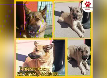 Schäferhund Mischlingshündin Roxie sucht ihre Familie
