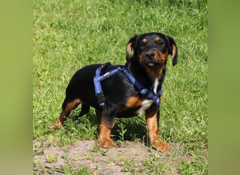 Amy - kleines kuschliges Körbchen gesucht