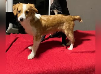 Junghund Mike 28cm, sucht ein liebevolles Zuhause als Zweithund