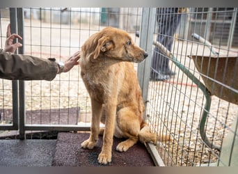 Oskar – Ein sanfter Griffon-Mix