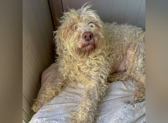 Dea - Wer gibt dieser Kuschelmaus ein Zuhause?