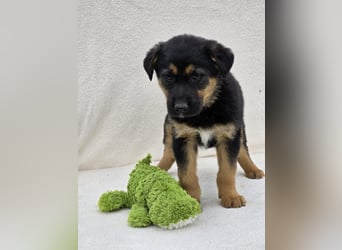 Nico, einer von 7 Welpen der die Welt erkunden möchte