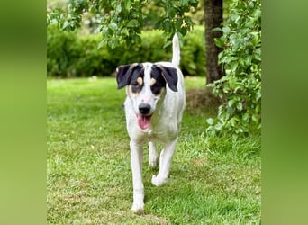 Frodo, bereits auf PS in DE, ist ein echter Hingucker und sucht ein wundervolles Zuhause!