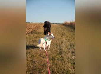 Corgi Mischlings-Rüde Peppi (Strolch) sucht sein Glück