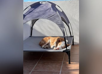 NARANJA
