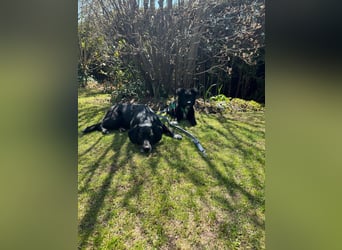 Matti kroatischer Schäferhund Mischling Welpe Rüde Junghund sucht Zuhause für immer