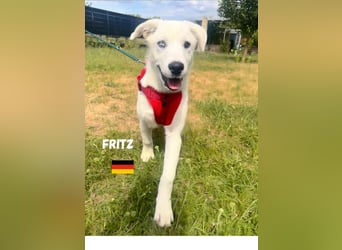 Fritz,geb.02/25,griech.Schäferhundrüde sucht seine Familie,bereits in 67454 Haßloch an der Pfalz