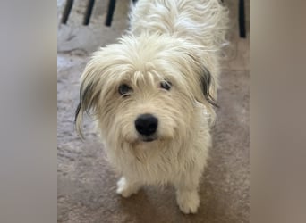 Fluffy, geb. ca. 11/2023, lebt in GRIECHENLAND, auf einer privaten Pflegestelle