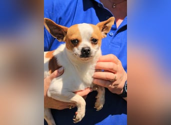 Töltö PP – Chihuahua-Rüde sucht geduldige Menschen mit Herz