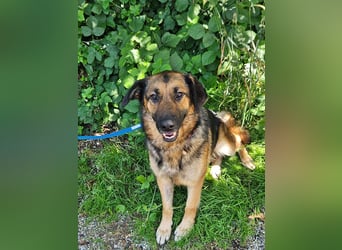 hübsche Schäferhündin Mila sucht ihre Familie für immer