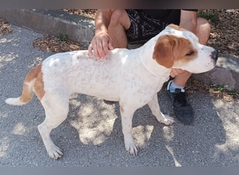 lieber Shar Pei Mischlings Rüde Lexi sucht ein Zuhause oder Pflegestelle