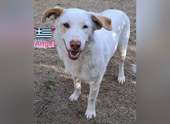 Angel,geb.04/23,ruhige,menschenbezogene Hündin sucht ihre Familie