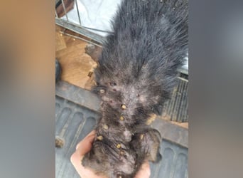 Silny: Hundekind sucht ein Zuhause