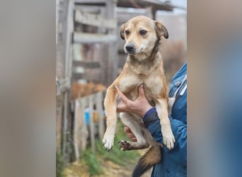 Kleiner Tierschutzhund Bröse❤️sucht Zuhause oder Pflegestelle