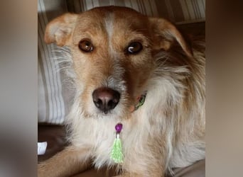 SANDY ❤️ ein liebevoller Gefährte, Pflegefamilie Elsdorf