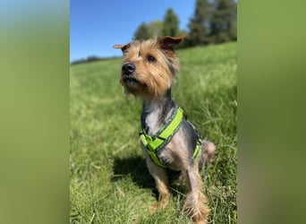 Coco, sucht seine Menschen