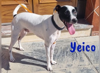 Yeico 09/2022 (ESP) - aufgeschlossener und sozialer Ratonero Bodeguero Andaluz Mix!
