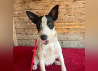 Jerry, Terrier-Mischling, Rüde, geb. am 15.05.2024, 40 cm, 10 kg