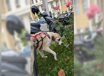 Schmusemaus Gül wäre so gerne Familienhund