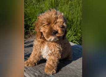 Wunderschöne Cockapoo-Welpen
