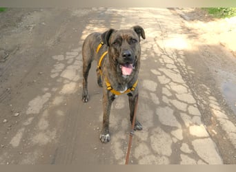 liebenswürdiger Bark sucht sein Zuhause