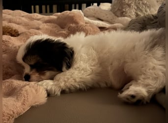 Maltipoo - Welpen - Rüden und Hündin