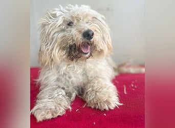 (R) ❤️ superliebe kleine MIMI - 7 Jahre, 30cm - Havaneser-Mix