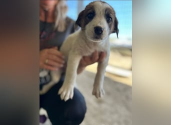 Daphne sucht Traumfamilie!