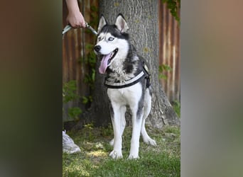 Maja SI – Liebevolle Husky-Dame sucht sportliches Zuhause