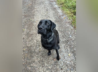 Wurf Cane Corso/Flat & Broholmer