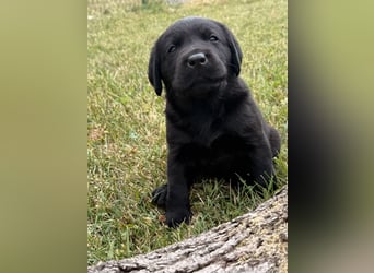 Labrador Welpen mit Ahnentafel