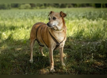 Halle - Prinzessin sucht Königreich - Tierhilfe Franken e.V.